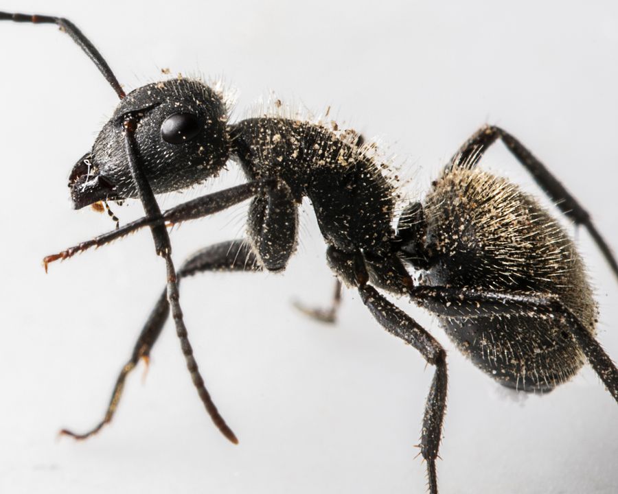 Close-up macro photograph of a black ant