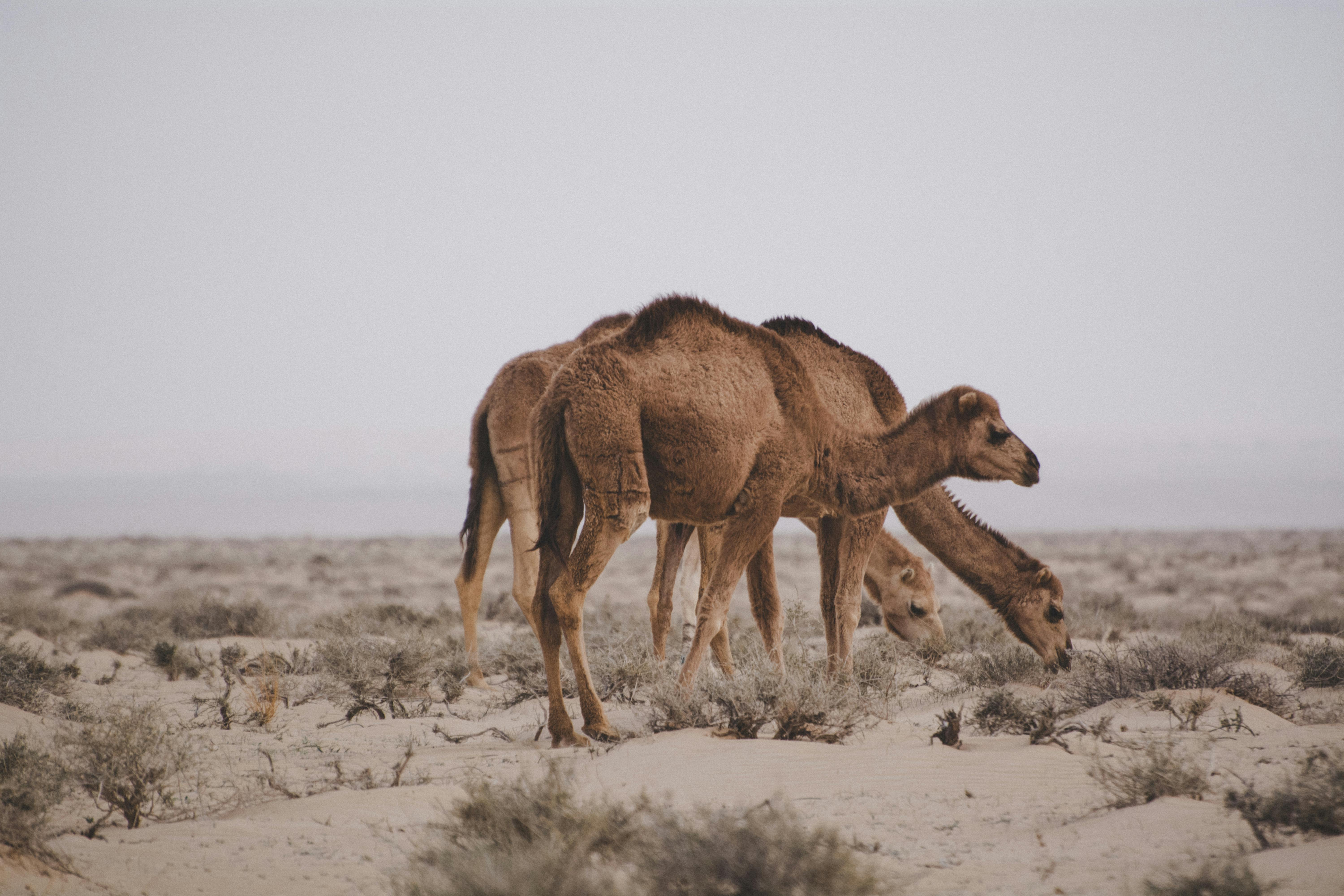 Camels feed in the arid landscape of Al Wahat Al Dakhla Desert, Egypt.