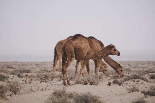 бесплатная Бесплатное стоковое фото с верблюды, животное, засушливый Стоковое фото