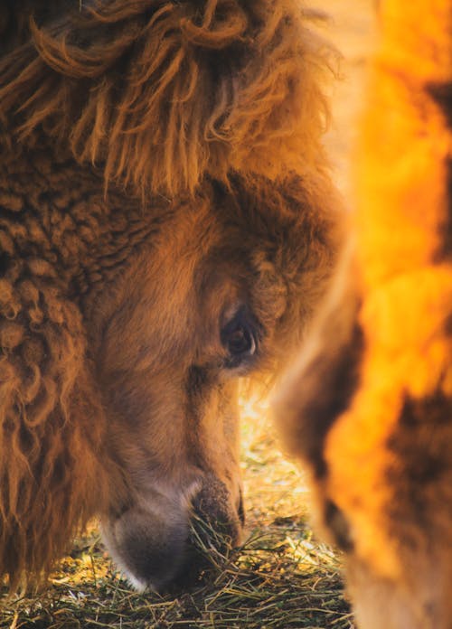 Бесплатное стоковое фото с апельсин, Арабский, Аравийский верблюд