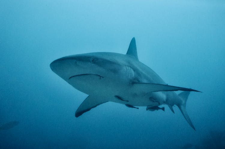 A Shark Swimming In The Ocean