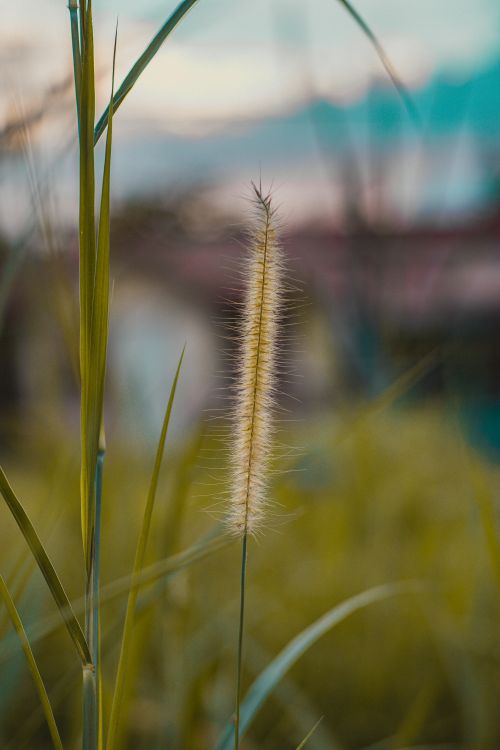 Free A detailed and serene view of a grass plume, capturing natural beauty with a soft background. Stock Photo