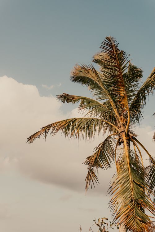 Free From below of tall green palm tree growing on beach against cloudy blue sky at sunset Stock Photo