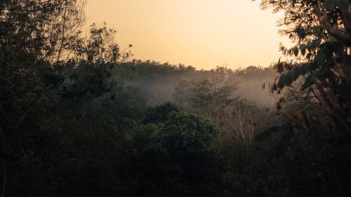 Free A serene foggy forest landscape at sunrise, showcasing lush greenery and tranquil atmosphere. Stock Photo