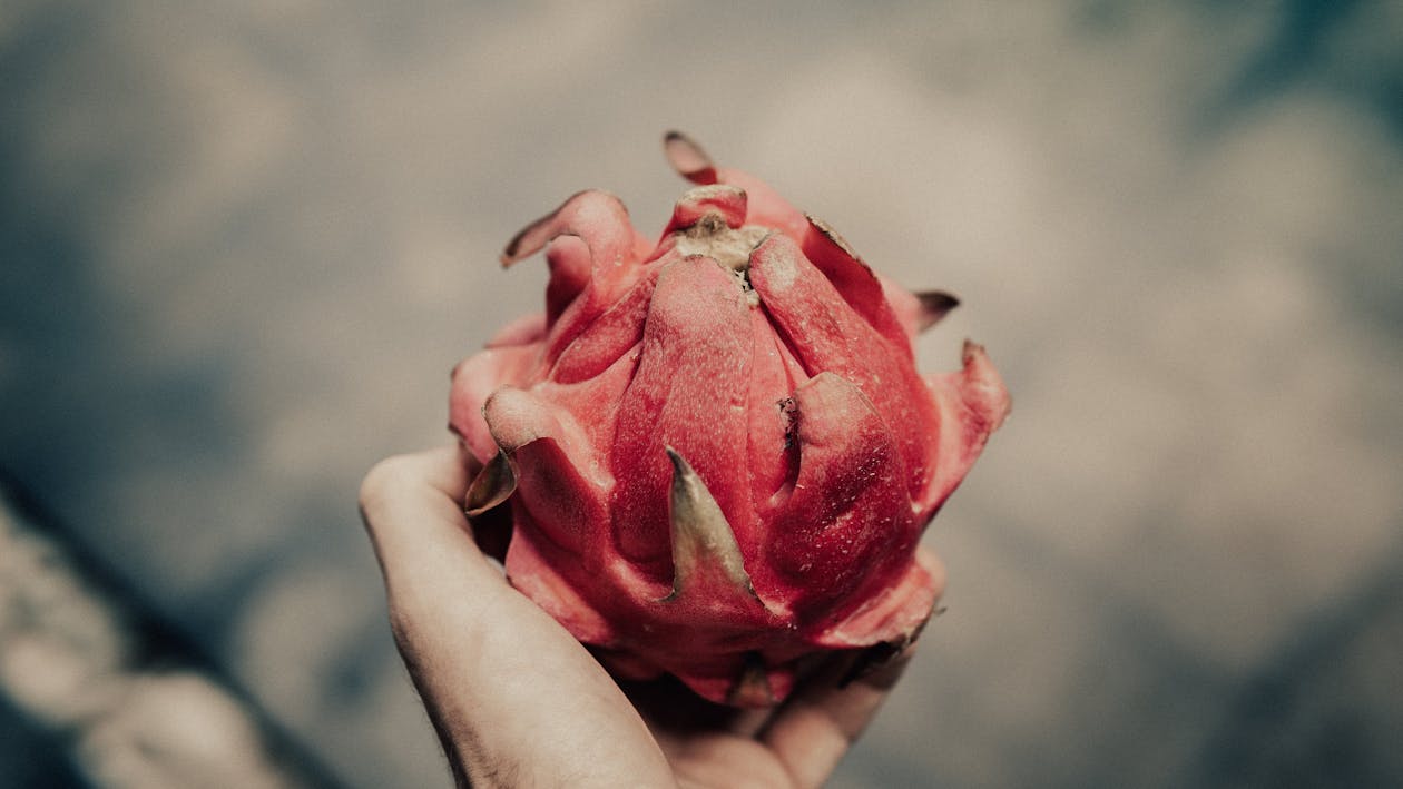 A Person Holding a Dragon Fruit