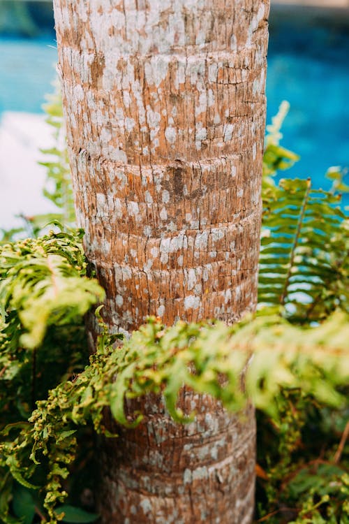 Free A Tree Trunk with Green Leaves Stock Photo