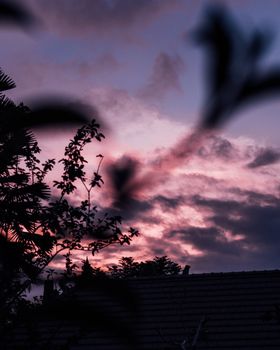 Vibrant pink and purple sunset with silhouetted trees and rooftops creating a tranquil scene.