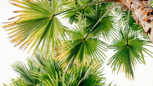 A Palm Tree with Green Leaves