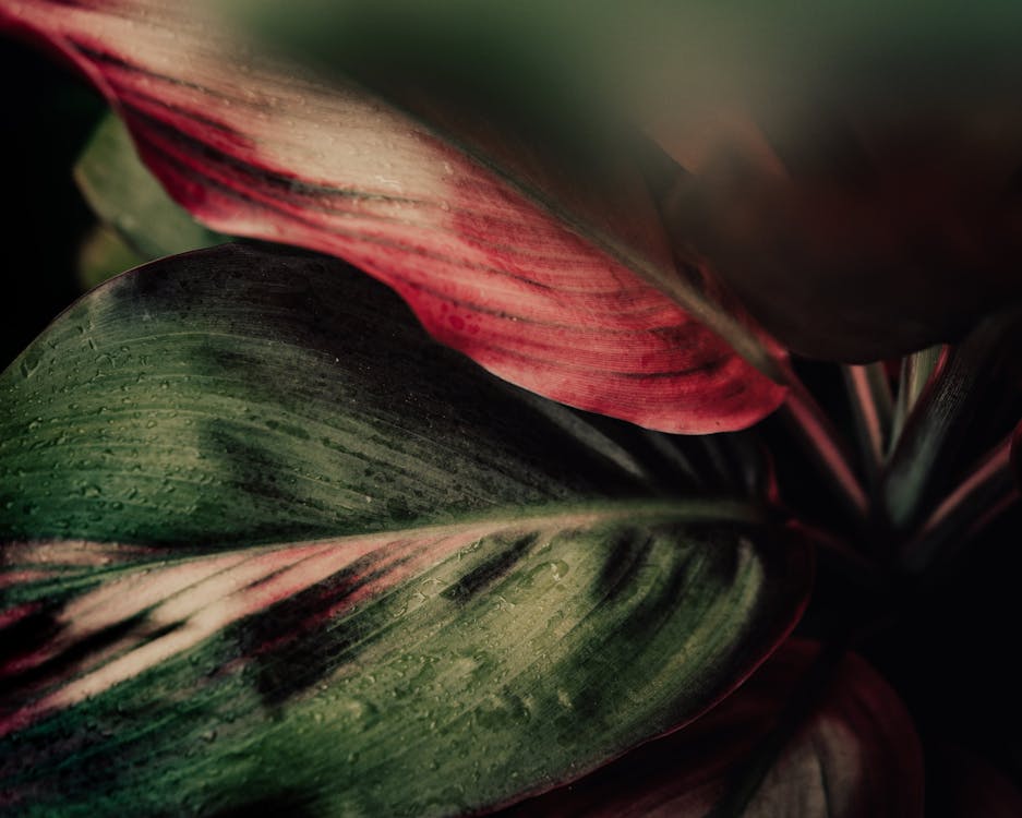 Close-up Green Plant Leaves