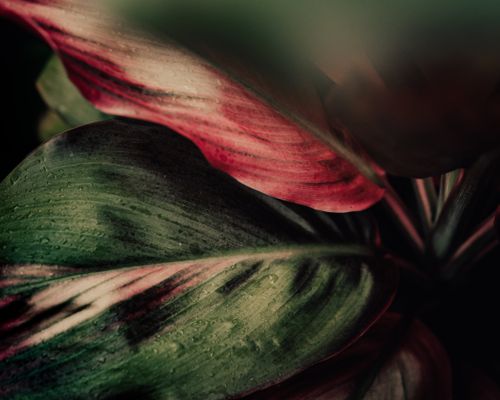 Free Dramatic close-up of green and red plant leaves with dewdrops, showcasing natural textures. Stock Photo