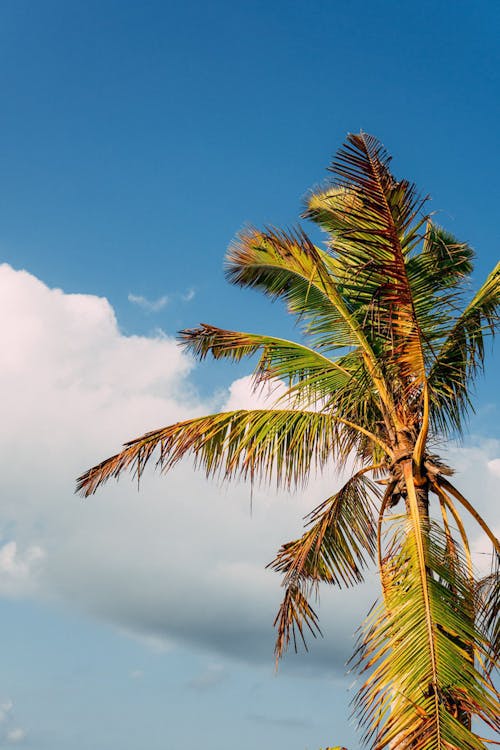A Green Coconut Tree Under the Blue Sky with White Clouds