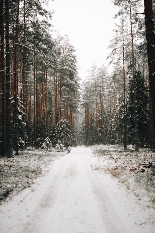 A Snow Covered Road Between Trees