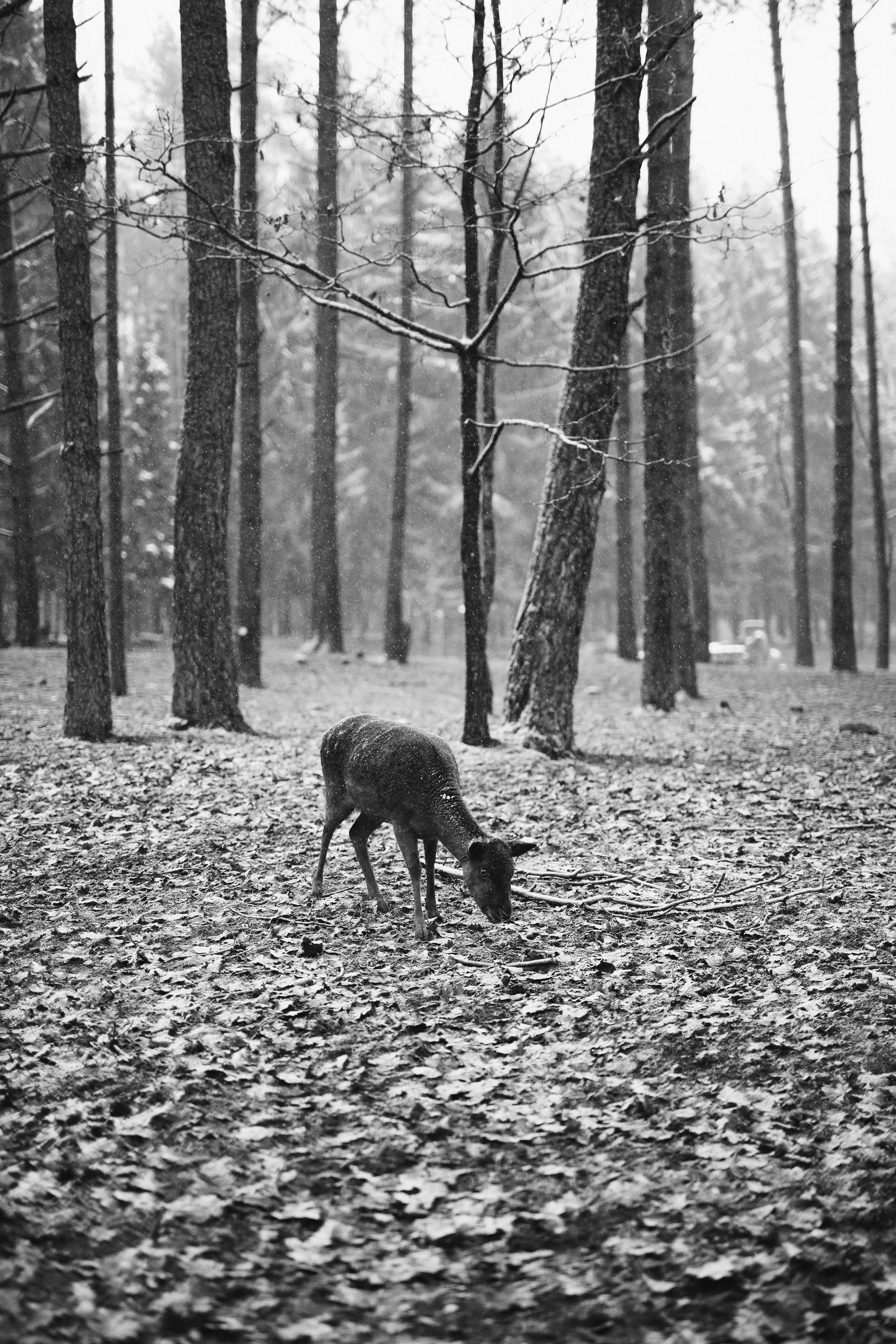 What does +500 mean on Moneyline?