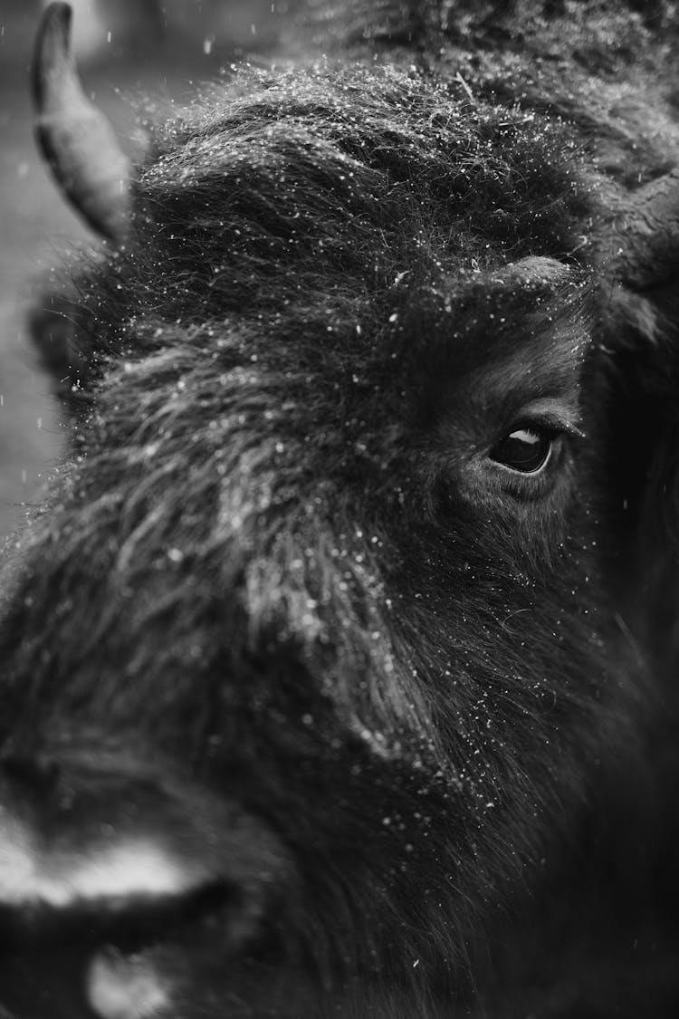 Black And White Portrait Of A Hairy Bison