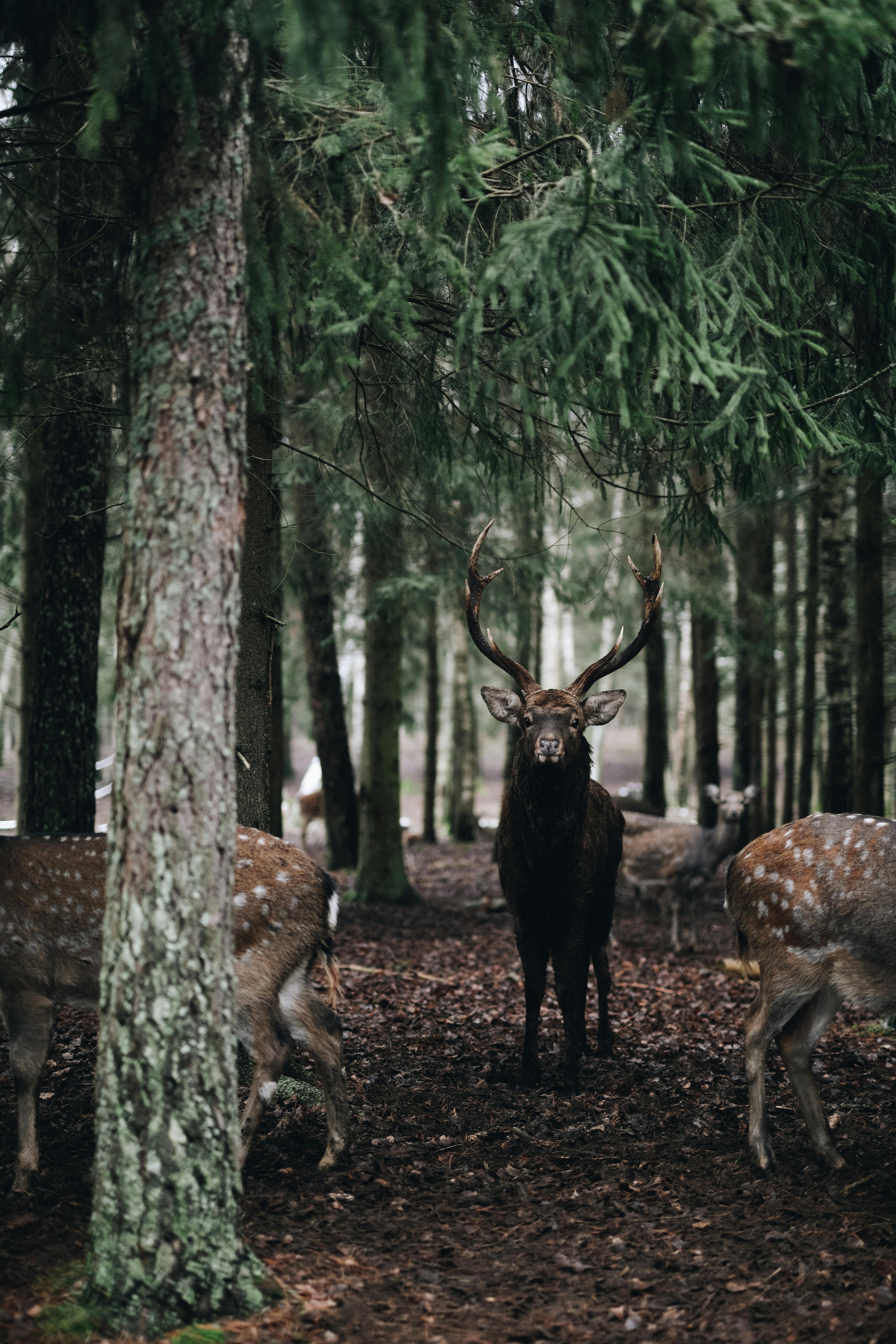 grátis Foto profissional grátis de ambiente natural, amigo do ambiente, animais Foto profissional