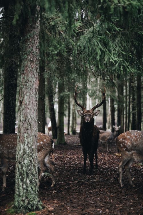 Free A serene scene of deer in a dense Lithuanian forest, capturing wildlife's tranquility. Stock Photo