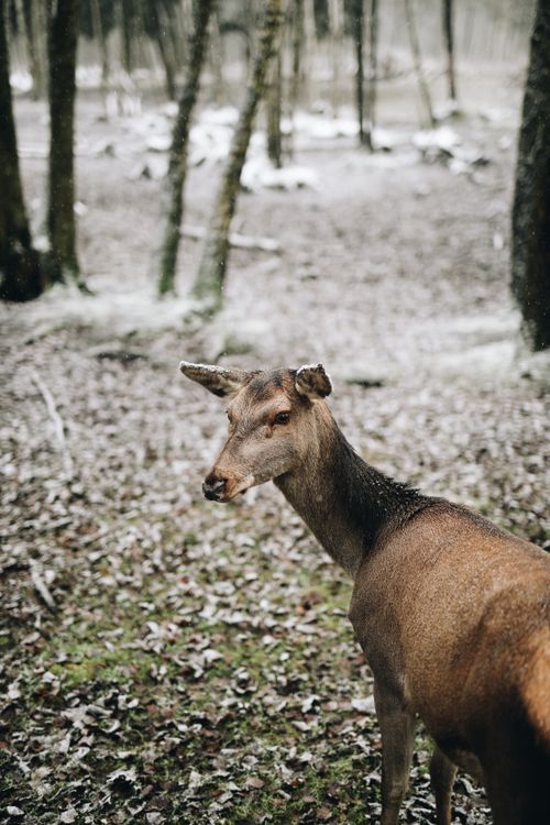 Free A solitary deer stands alert in a snow-dusted forest, showcasing serene wildlife in Lithuania. Stock Photo