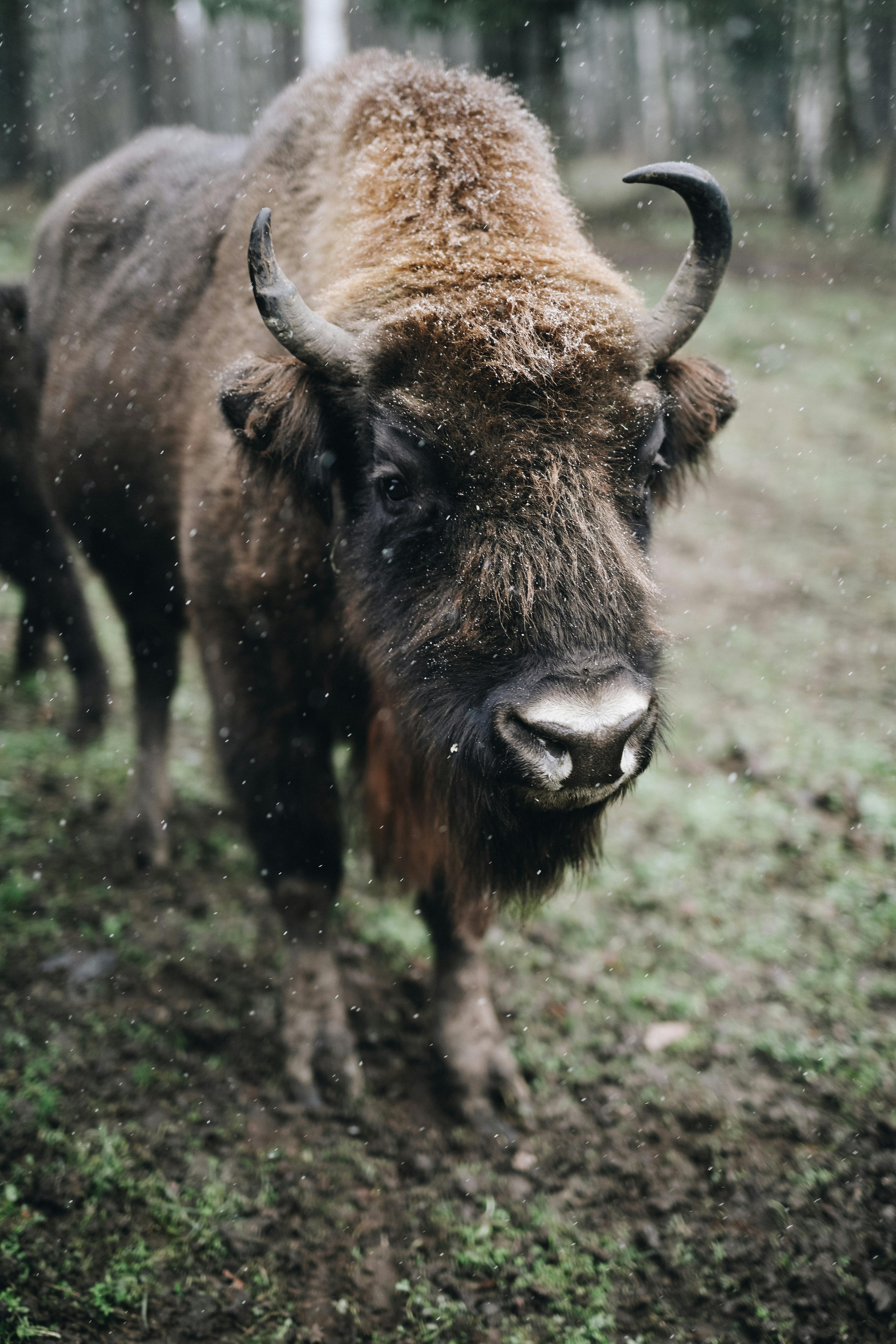 grátis Foto profissional grátis de ambiente natural, animais selvagens, animal Foto profissional