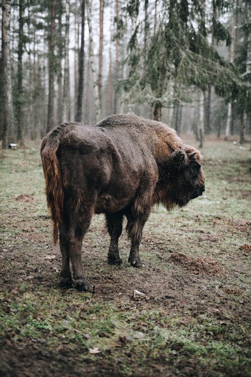 Foto stok gratis bidang, binatang, bison