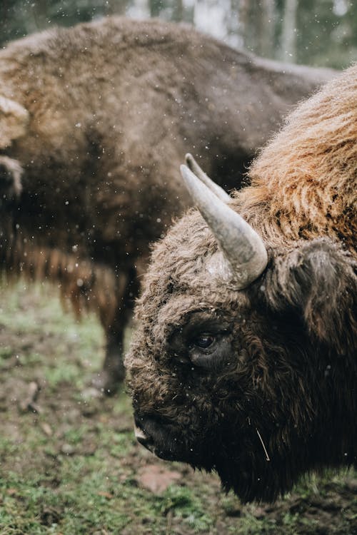 alan, avrupa bizonu, bizon içeren Ücretsiz stok fotoğraf