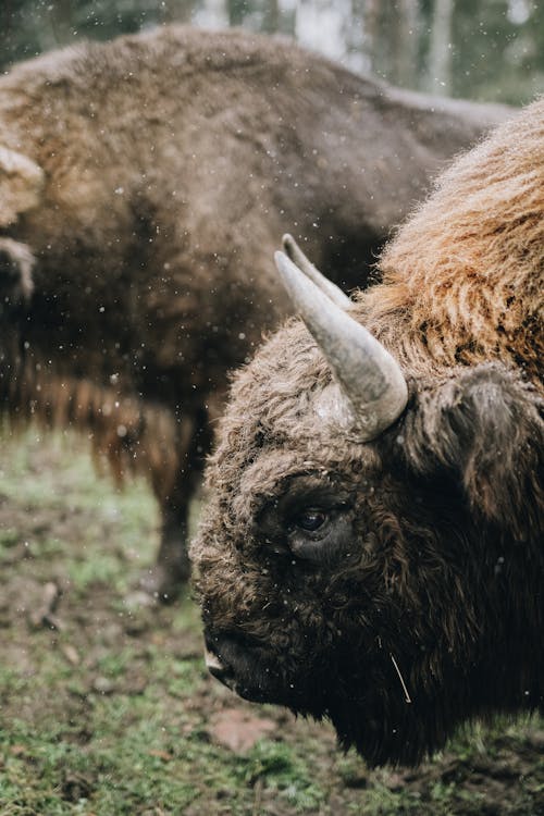 動物, 動物攝影, 哺乳動物 的 免費圖庫相片