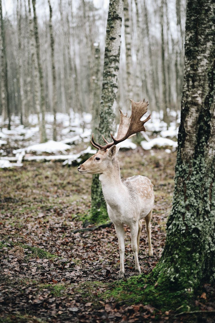 White Deer In The Forest