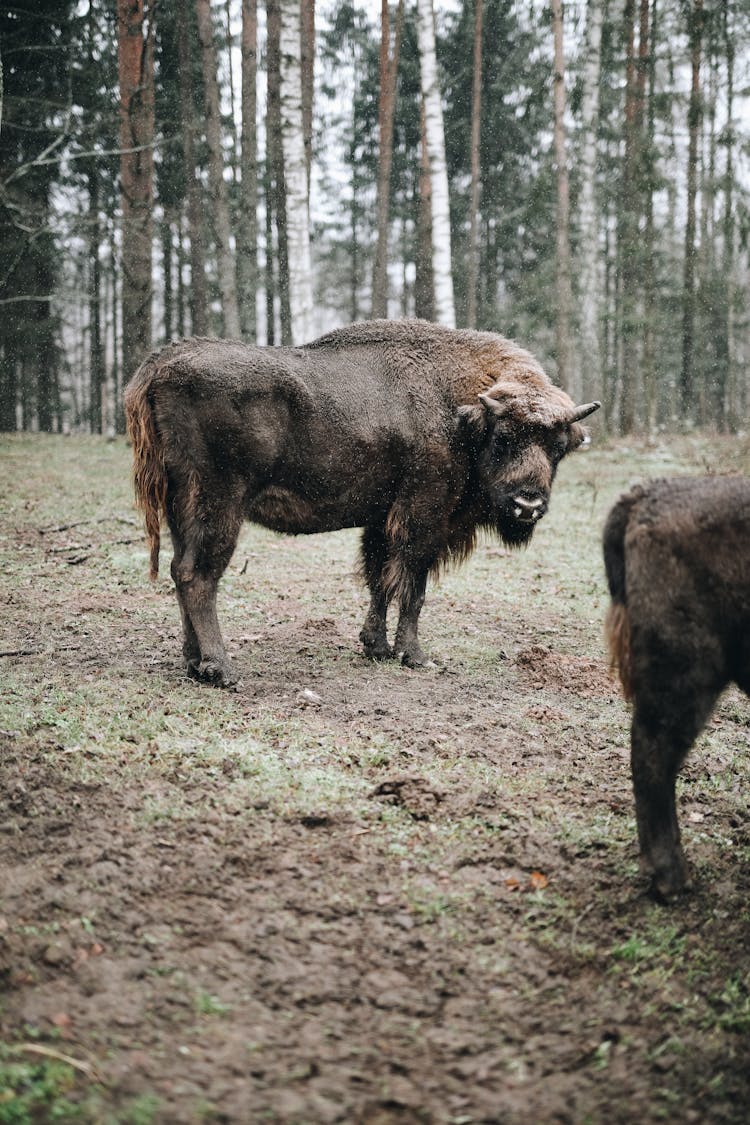 A Bison In The Forest