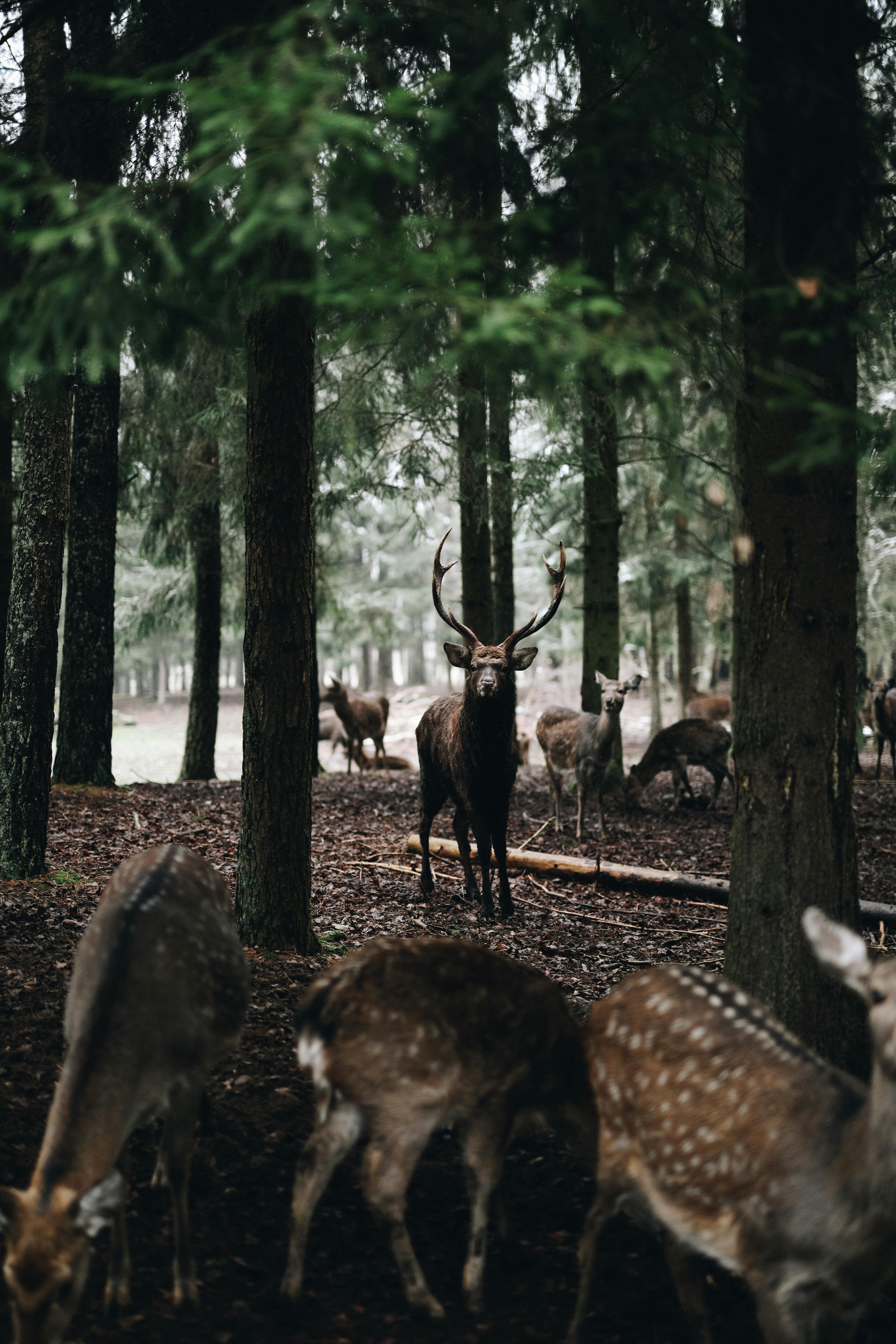 grátis Foto profissional grátis de ambiente natural, animais, animais selvagens Foto profissional