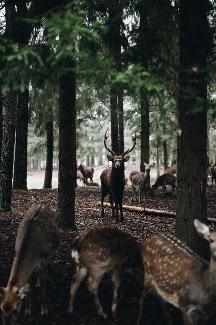 wildlife exclusion removal near me Fountain Valley wildlife exclusion removal Fountain Valley
