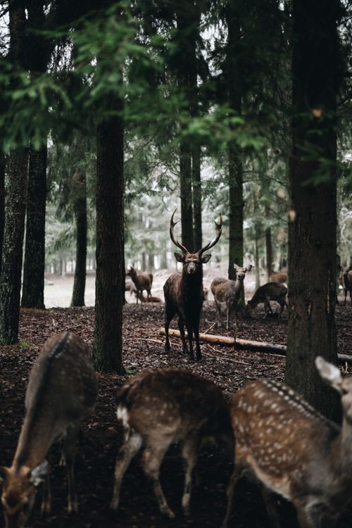 Free A herd of roe deer (Capreolus capreolus) grazing in a lush forest in Lithuania. Stock Photo