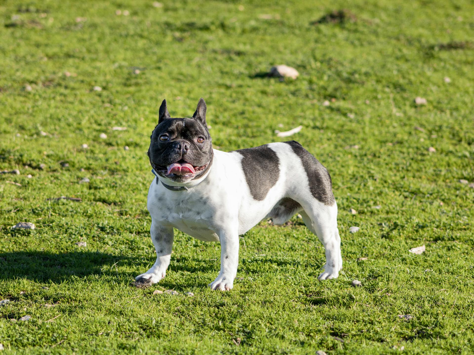 En fransk bulldog på ett gräsfält