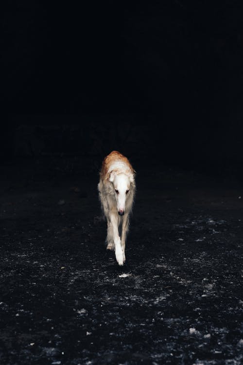 A Borzoi Walking