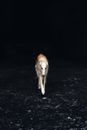 White and Brown Short Coated Dog on Black Sand during Night Time
