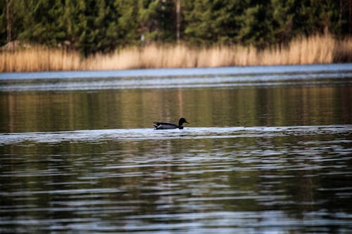 Free stock photo of duck, nature, water