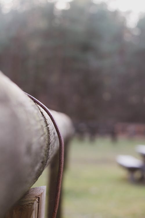 Free stock photo of brake, horse strap, nature