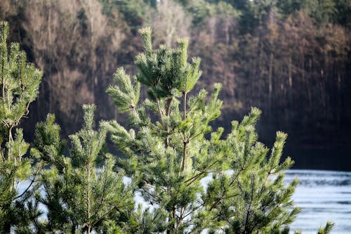 Free stock photo of blue, forest background, green