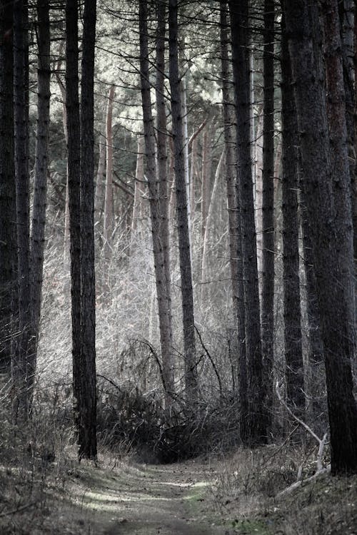 Grayscale Photo of Trees and Grass