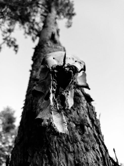 Free Low Angle Shot of a Pine Tree Stock Photo
