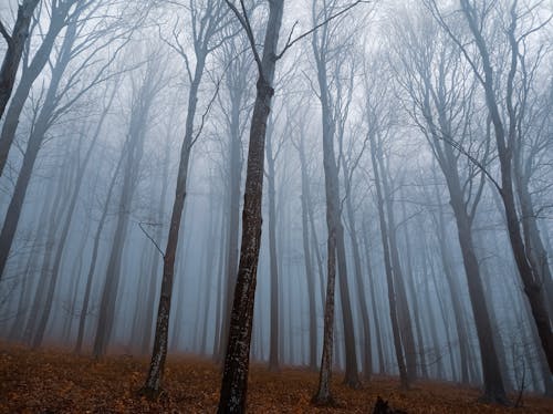 Kostenloses Stock Foto zu entlaubten bäumen, holz, kahlen bäumen