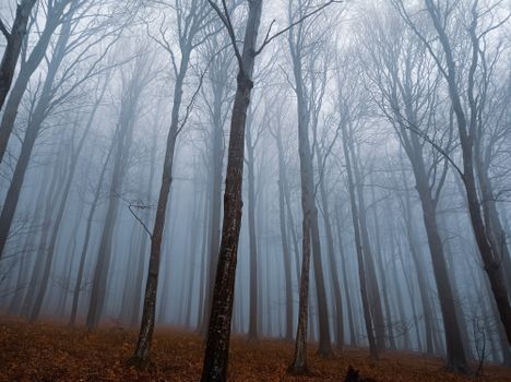 Foggy forest with bare trees creates a mysterious atmosphere.