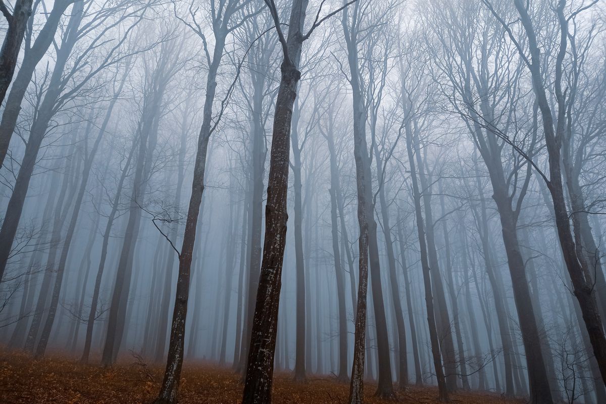 Bosque con niebla matinal