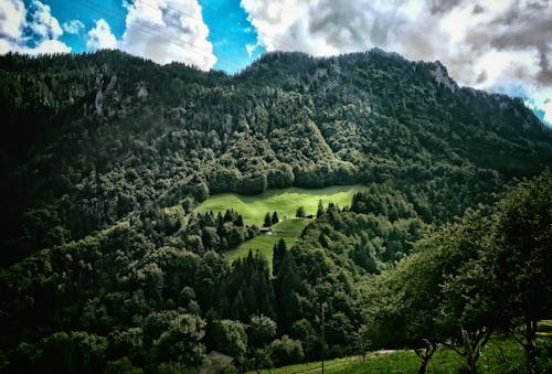 Free stock photo of cloudy sky, forest, green