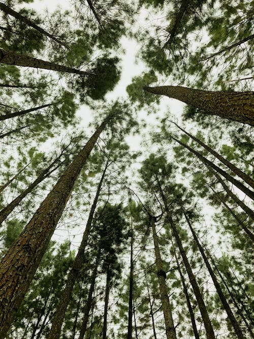 Immagine gratuita di alberi verdi, ambiente, fotografia della natura