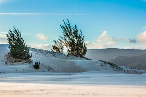 Základová fotografie zdarma na téma duna, flóra, krajina