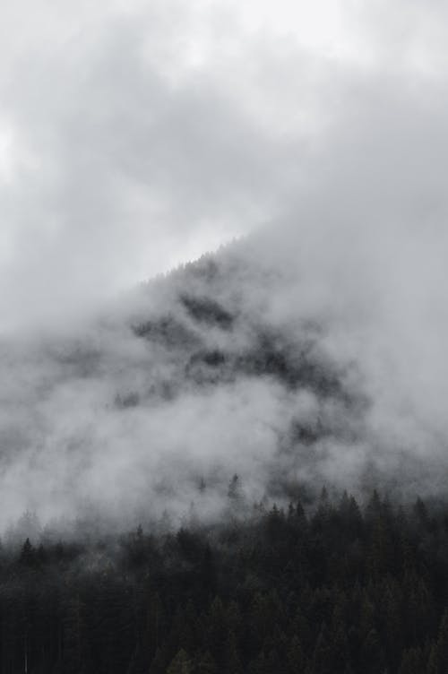 Free Imagine de stoc gratuită din acoperit de nori, alb, arbore Stock Photo