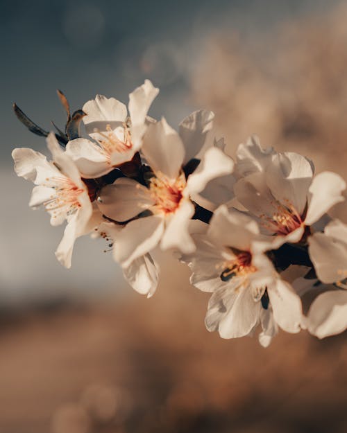 Blossoming fragrant almond tree with delicate white flowers growing in blurred spring garden