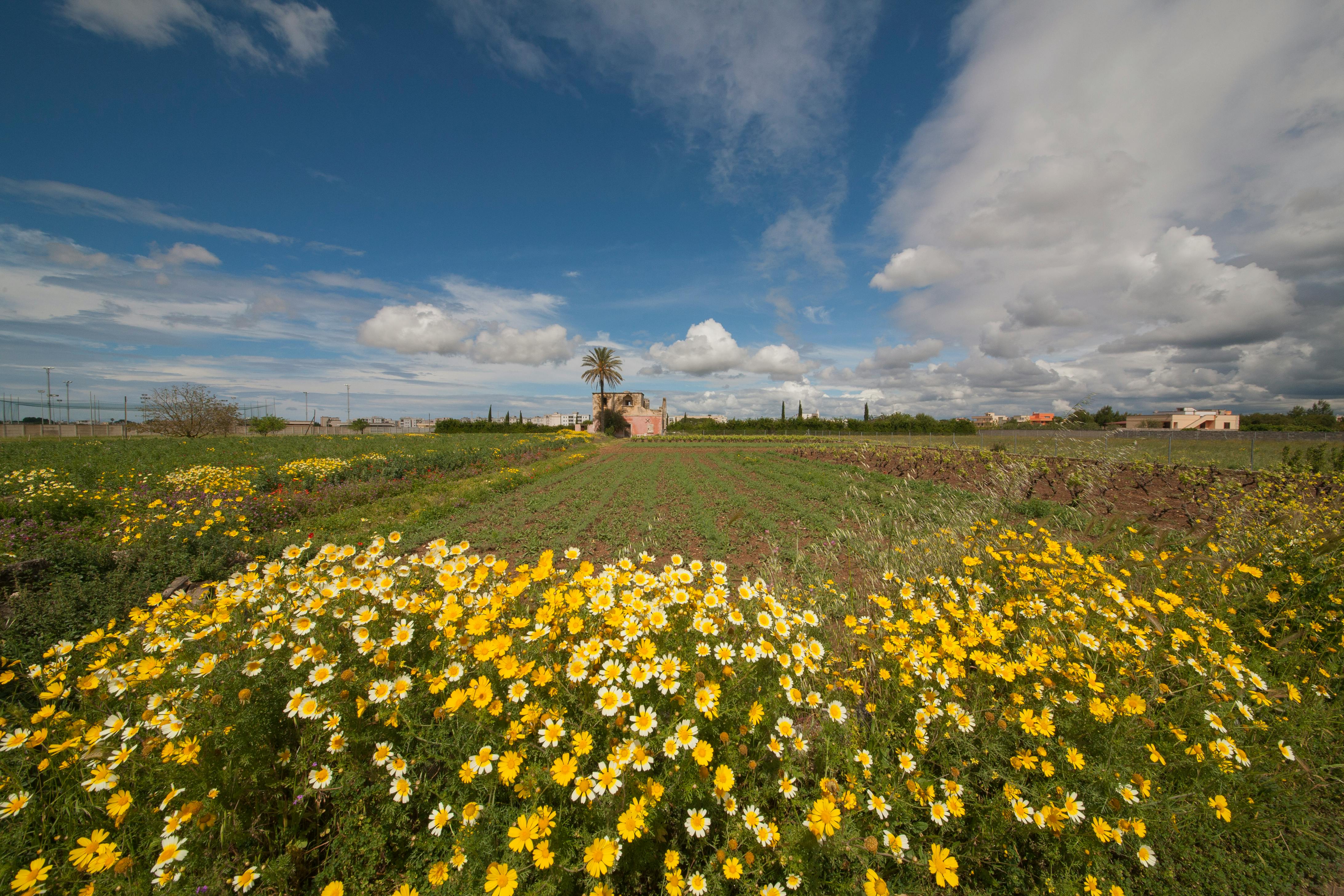 Assortiment de pierogi polonais traditionnels