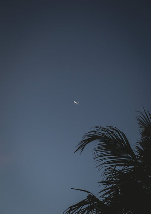 Free Stock Photo of Grainy dark palm and moon