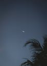 宁静的景象在夜空中展现，新月如钩悬挂，棕榈叶的轮廓勾勒出宁静的美