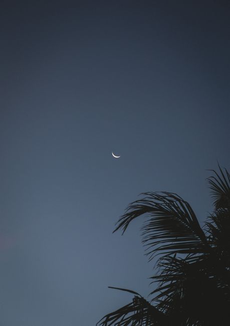 Crescent moon in night sky with silhouette of palm leaves, creating a serene scene.